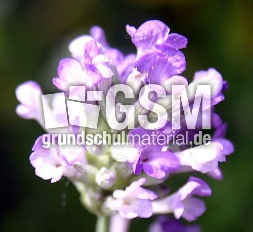 Lavendel-16.jpg